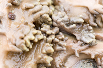 The Alcyonacea, or soft corals, are an order of corals which do not produce calcium carbonate skeletons in sea for education.
