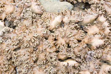 The Alcyonacea, or soft corals, are an order of corals which do not produce calcium carbonate skeletons in sea for education.