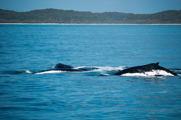Fototapeta premium Humpback Whales