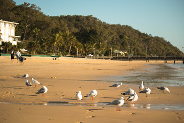 Birds on the Beach