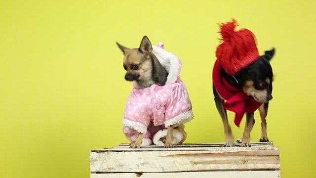 Funny dogs in winter clothes. Two dogs of the breed that terrier in warm clothes at the photo session before the new year