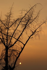 Tree shapes are falling behind the sun.