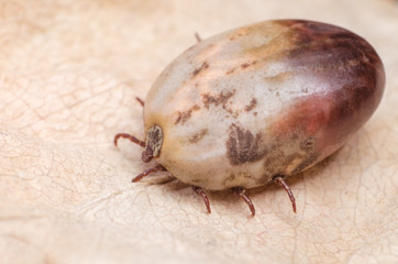 Tick filled with blood sitting on a dry leaf
