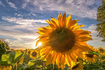 Obraz premium Closeup of a beautiful sunflower (Helianthus annuusin) backlit by the sun.