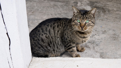 .striped homeless cat sits on the street