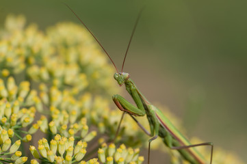 Mantis on flower, Mantis religiosa