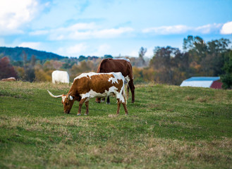 Fototapeta na wymiar Cows, longhorns