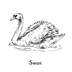Swan, hand drawn doodle sketch with inscription, vector illustration
