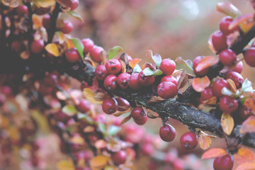 krzew ozdobny irga © Agata