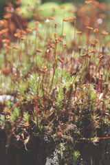 leśna roślinność