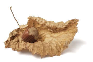 Haselnuss auf einem Trockenblatt