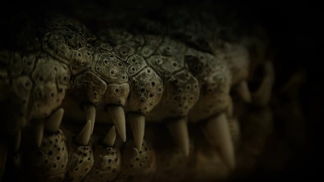 the teeth of the crocodile close-up