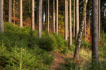Jungwald zwischen alten Bäumen.