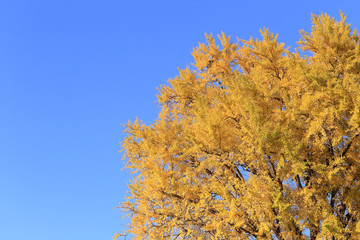 Fototapeta premium 黄金色のイチョウ