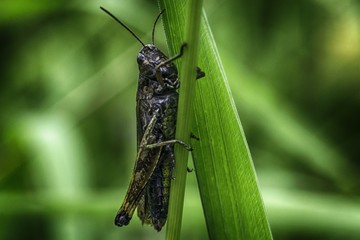 grasshopper in the grass
