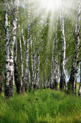 Birch grove sunny summer day