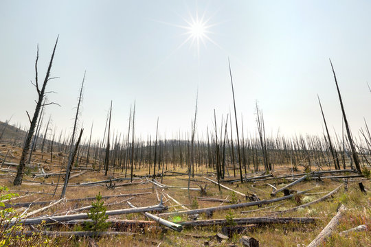 Burned down forest of black charred trees dead during fire season heat wave