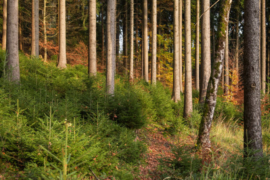 Jungwald zwischen alten B&auml;umen.
