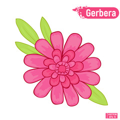 Flower of blooming pink gerbera