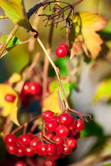 viburnum red ripe red berries on the branches of a tree with autumn leaves on the street in autumn
