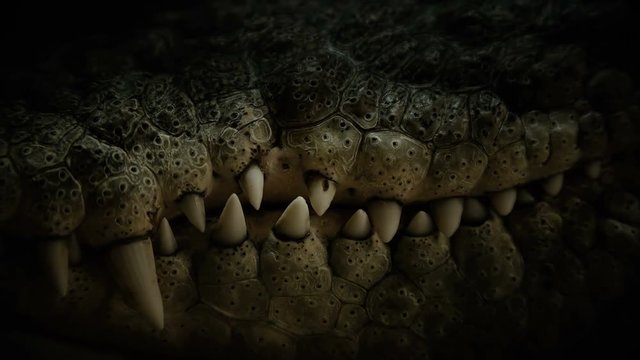 the teeth of the crocodile close-up