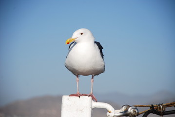 Seagull Resting on a Post