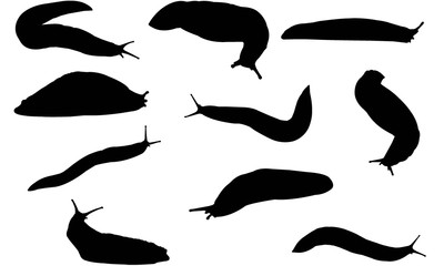 Sea Slug Silhouette Vector Graphics