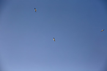 Naklejka na ściany i meble gulls on blue sky background