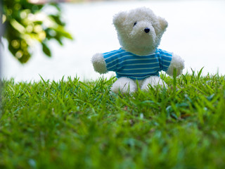The white teddy bear wear a blue shirt and sitting on green lawn. The background is white and have copy space for content.
