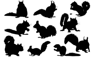 Squirrel Silhouette Vector Graphics