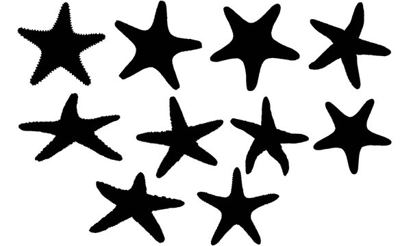 Star fish Silhouette Vector Graphics