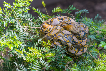 Two asiatic rock pythons are mating on the tree top