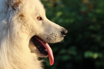 Siberian Samoyed profil © Zoran