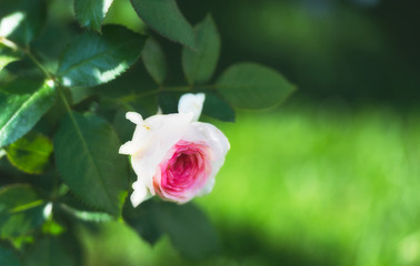 Flower Rose