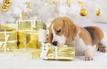 Beagle dog with a gift package