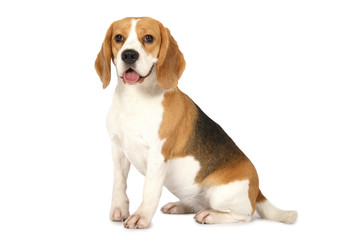 Beagle dog isolated on white background - obrazy, fototapety, plakaty