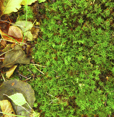 autumn backgrounds