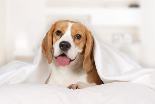 Beagle dog lying at home on the bed