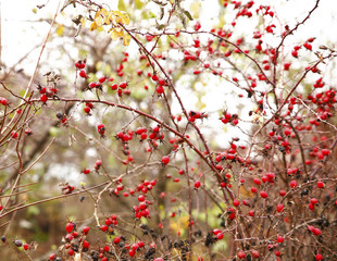 Different views of autumn scenery
