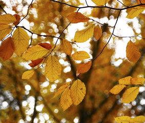Different views of autumn scenery