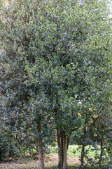 Fototapeta na wymiar big green tree in park seen at early autumn