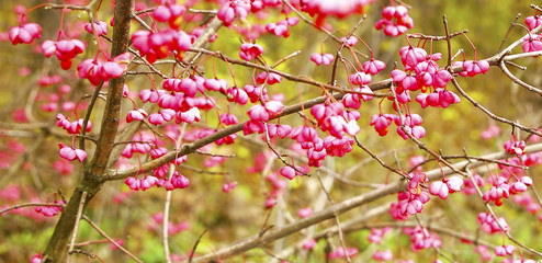 Different views of autumn scenery