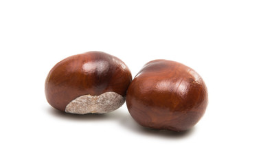 chestnut isolated