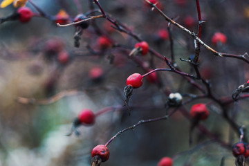 шиповник осенью