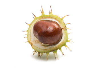 chestnut isolated