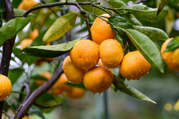 雨に濡れた温州ミカンの実