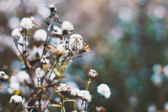 Fototapeta цветы осенью