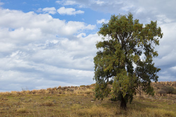Eucalyptus tree on a hill