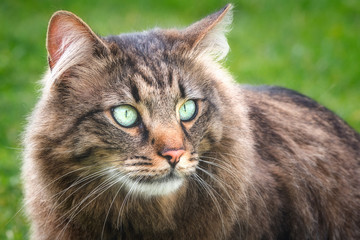 Beautiful brown cat close-up portrait