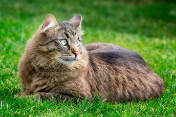 Beautiful brown cat closeup